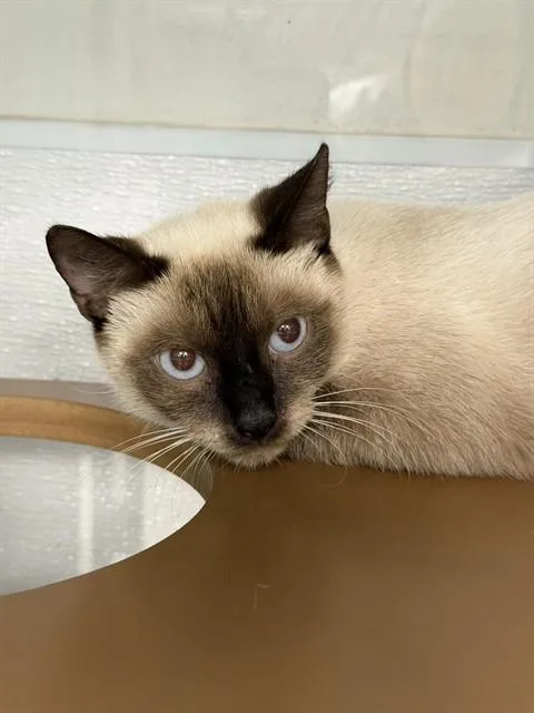 A young medium-sized female Siamese cat named Daisy for adoption in Naples, FL