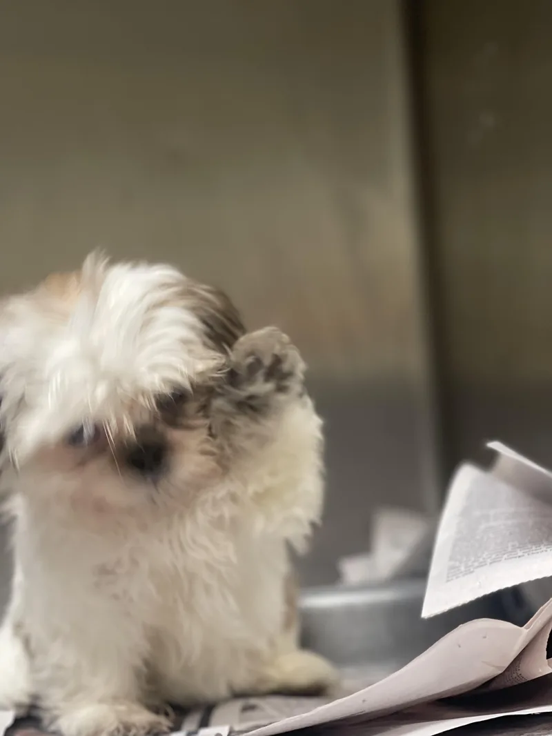 A baby small-sized female Shih Tzu dog named Rosie for adoption in Northlake, IL