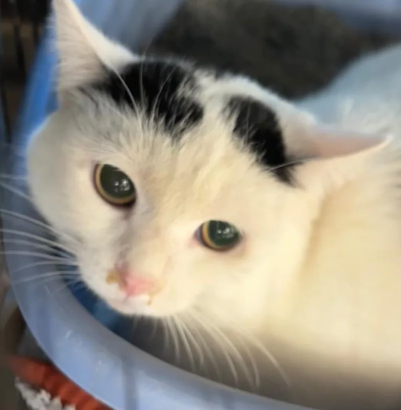 A senior large-sized male Domestic Short Hair cat named Patches for adoption in Elizabethton, TN