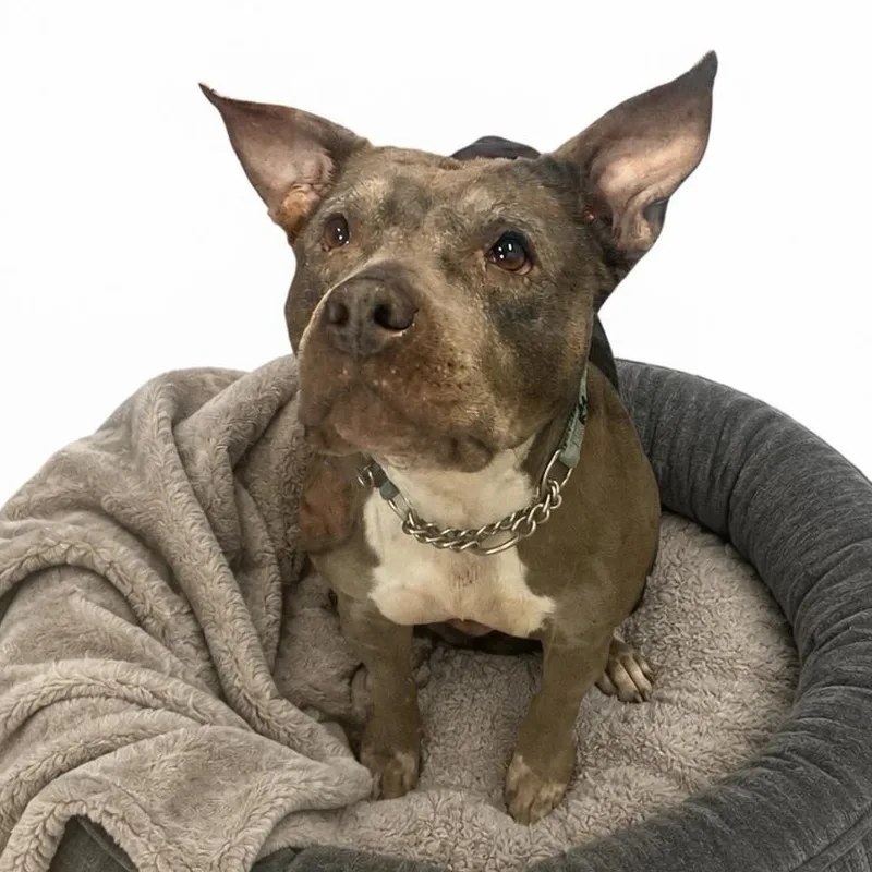 A senior medium-sized female Gray / Blue / Silver Terrier dog named Diamond for adoption in Elyria, OH