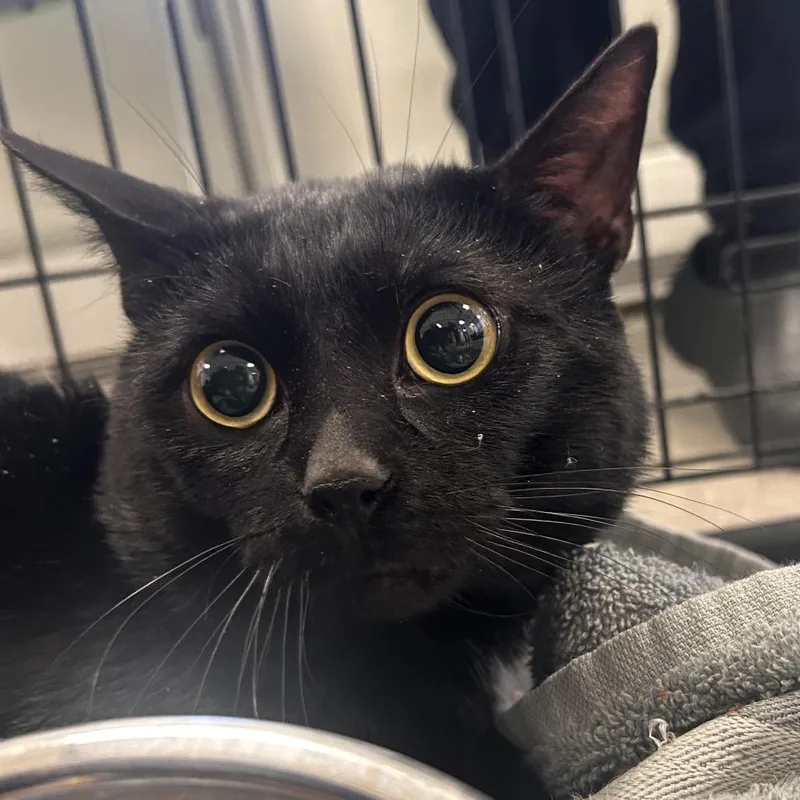 An adult small-sized male Black Domestic Short Hair cat named Insane for adoption in Philadelphia, PA