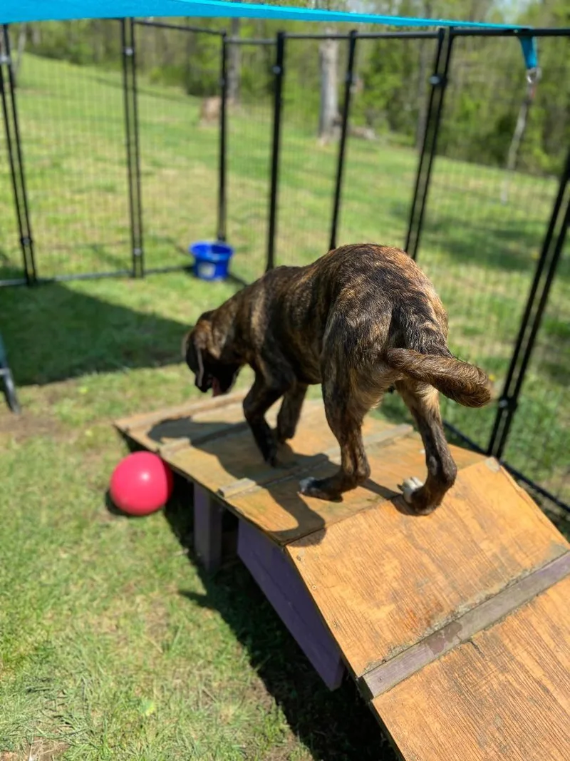 A young large-sized male Brindle Bloodhound dog named Marcel for adoption in Huntington, WV