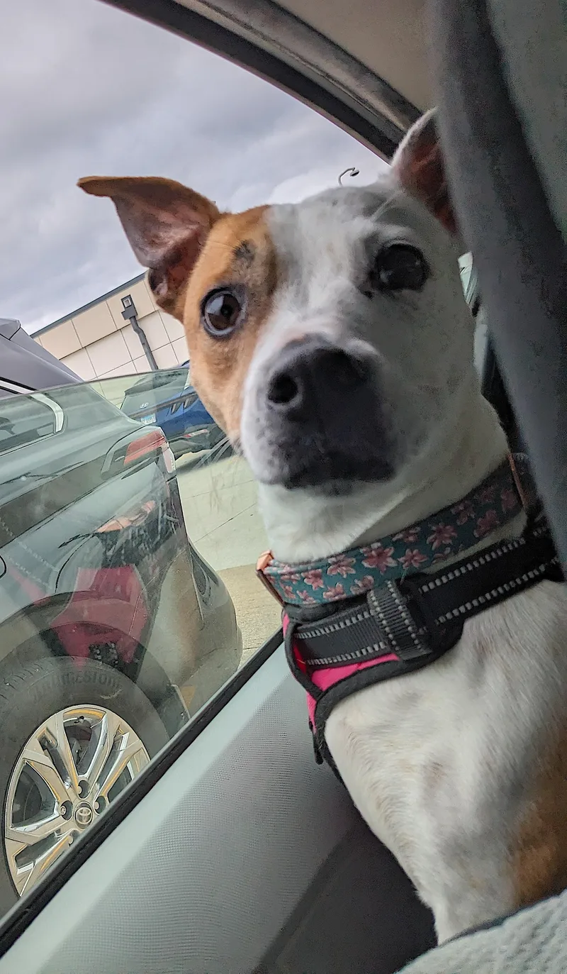 A senior medium-sized female White / Cream Jack Russell Terrier dog named Nutmeg for adoption in Amherst, MA