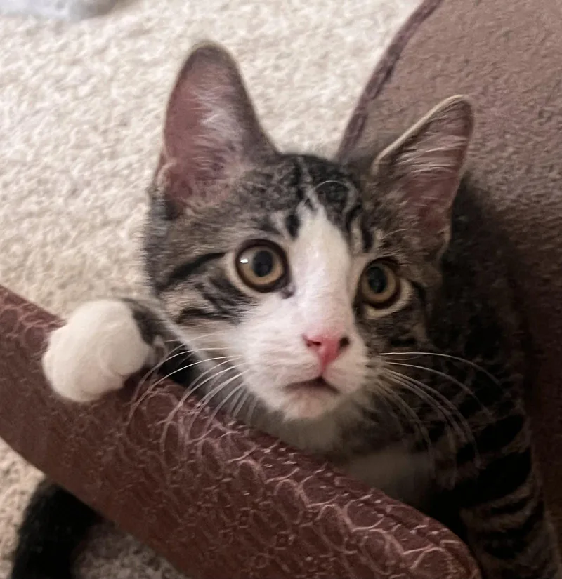 A baby medium-sized male Gray & White Domestic Short Hair cat named Casey for adoption in Shawnee, KS