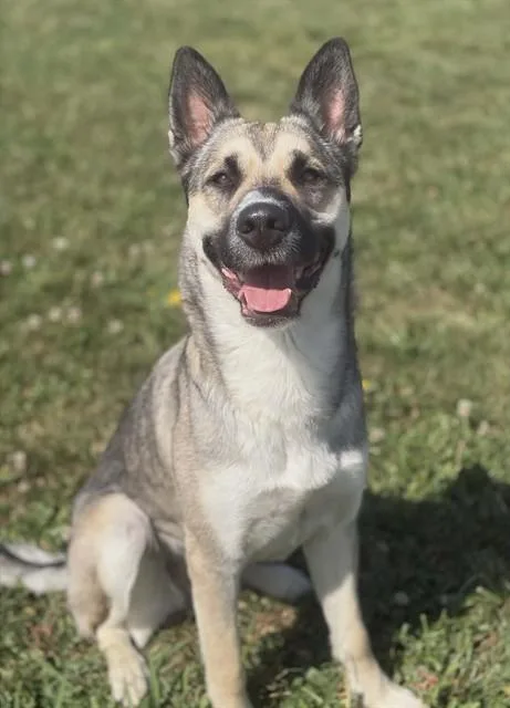 An adult large-sized female Husky dog named Kota for adoption in Fairfield, CA