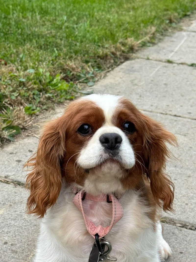 A young small-sized female Cavalier King Charles Spaniel dog named Tilly for adoption in St. Clairsville, OH
