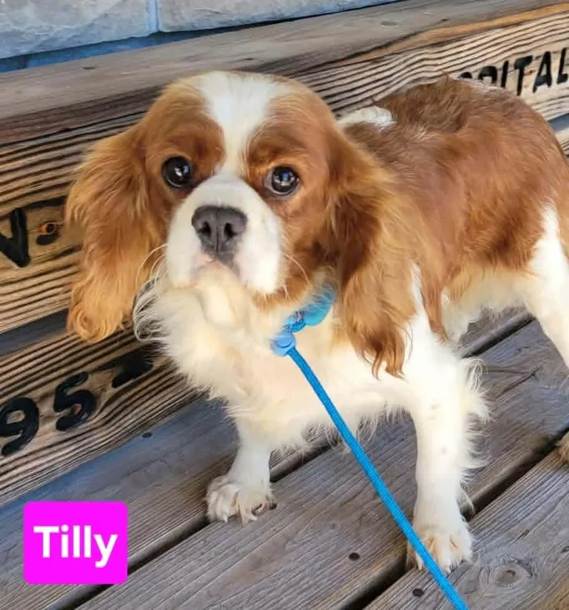 Tilly thumbnail 2