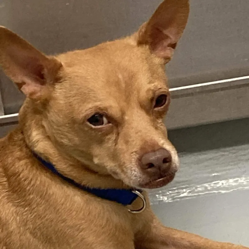 An adult small-sized male Yellow / Tan / Blond / Fawn Terrier dog named Leon for adoption in Beaumont, TX