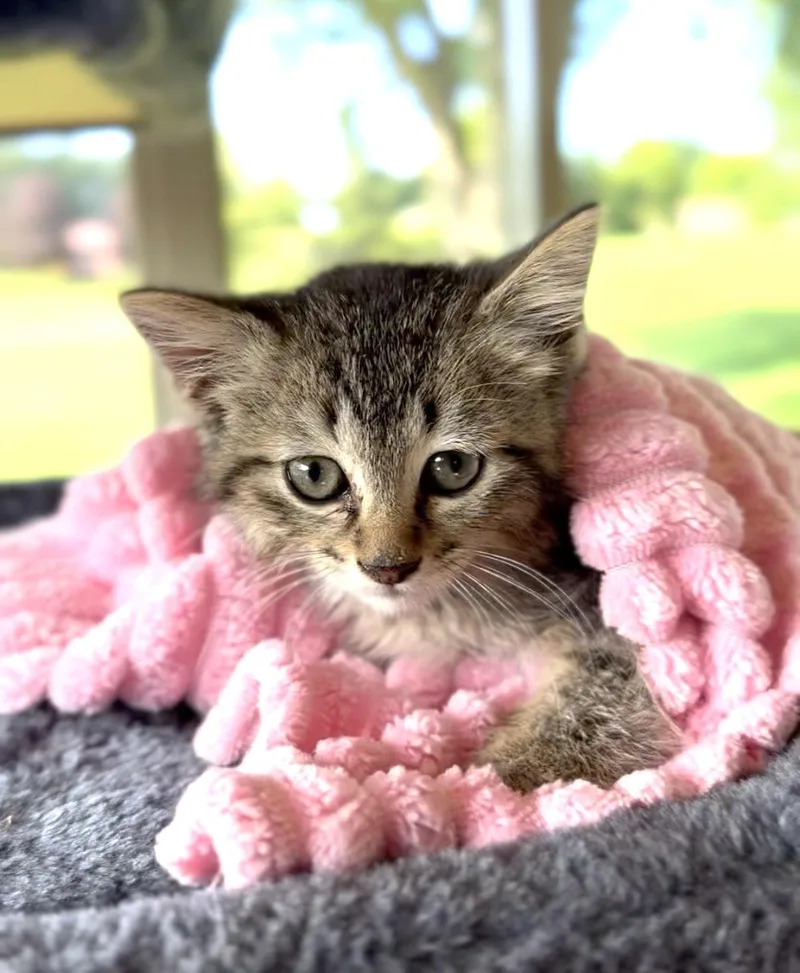 A baby medium-sized female Domestic Short Hair cat named Aire for adoption in Crown Point, IN