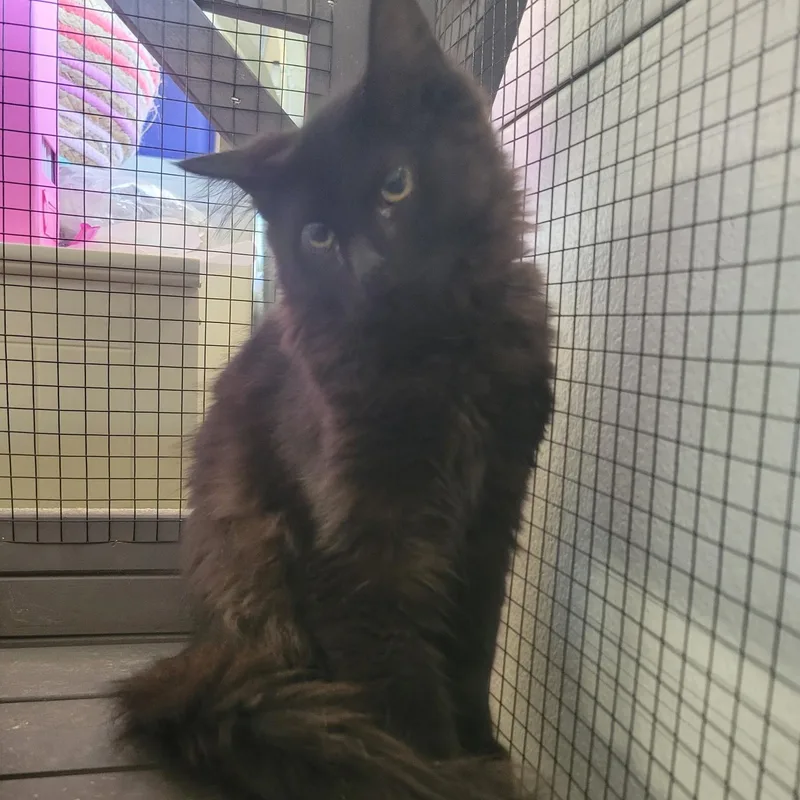 A baby medium-sized female Black Domestic Long Hair cat named Lilly for adoption in Ellensburg, WA