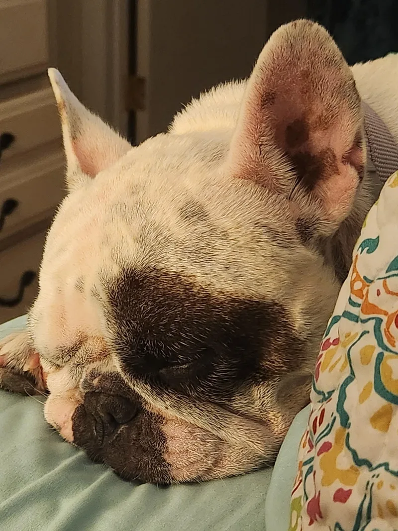 A senior medium-sized female French Bulldog dog named Millie for adoption in Cape Coral, FL