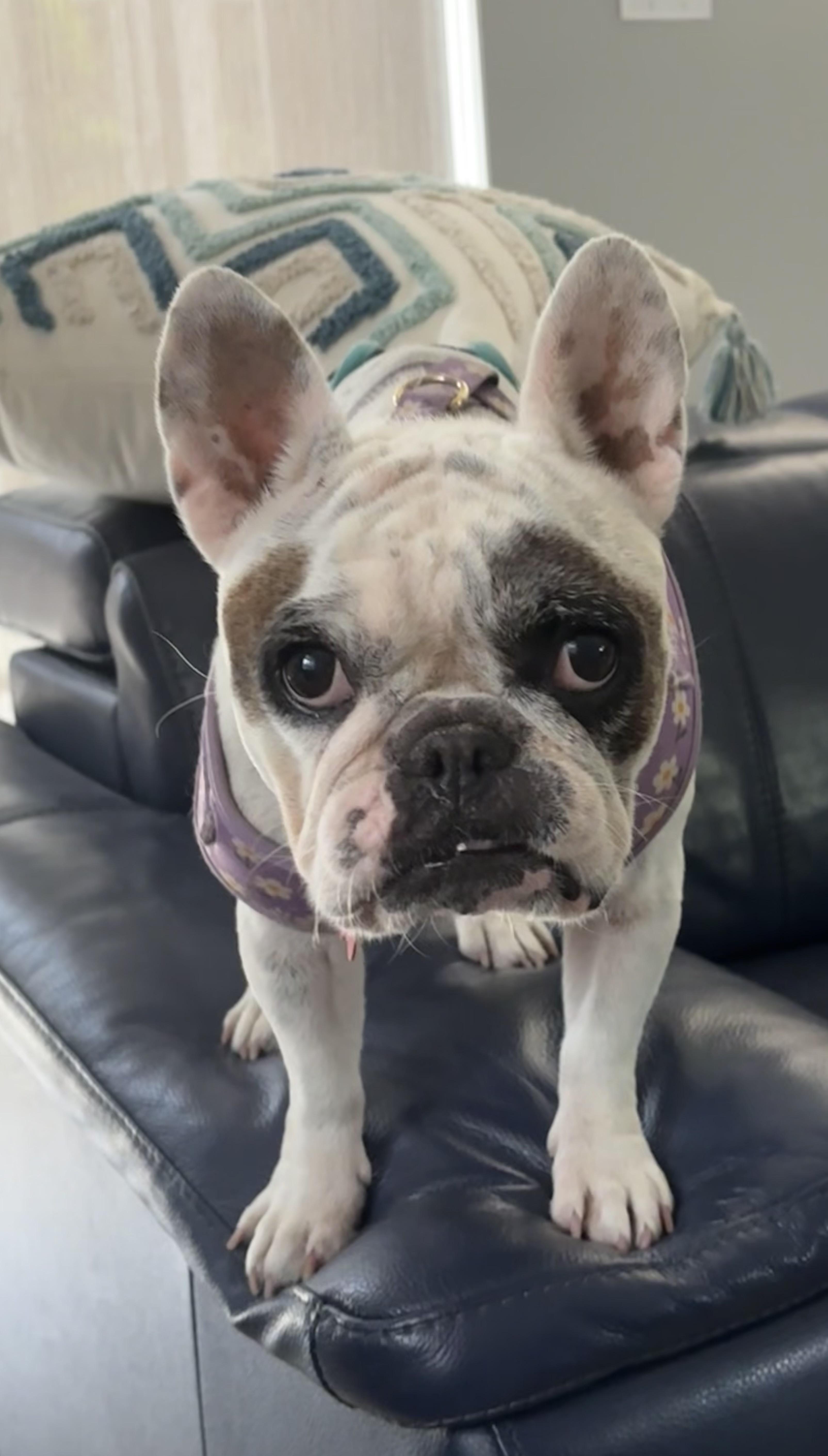 Millie thumbnail 3