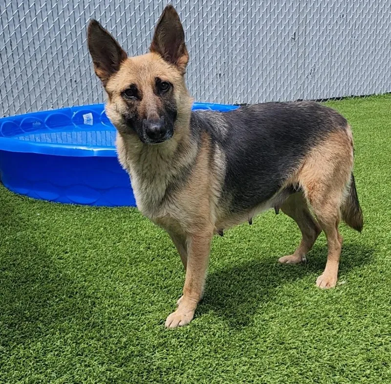 An adult medium-sized female Bicolor German Shepherd Dog dog named Colyn for adoption in Frankfort, KY