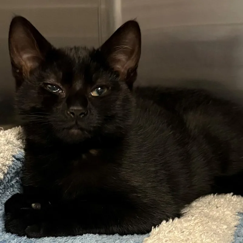 A baby small-sized female Black Domestic Short Hair cat named Bubbles for adoption in East Hanover, NJ