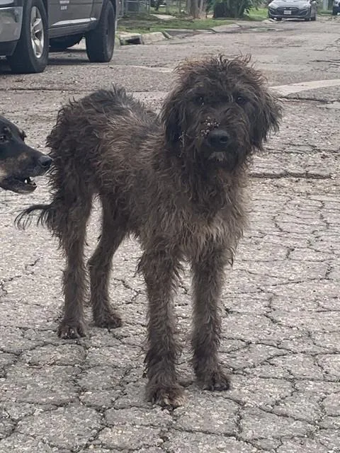 A young medium-sized female Giant Schnauzer dog named Aristotle for adoption in Corpus Christi, TX