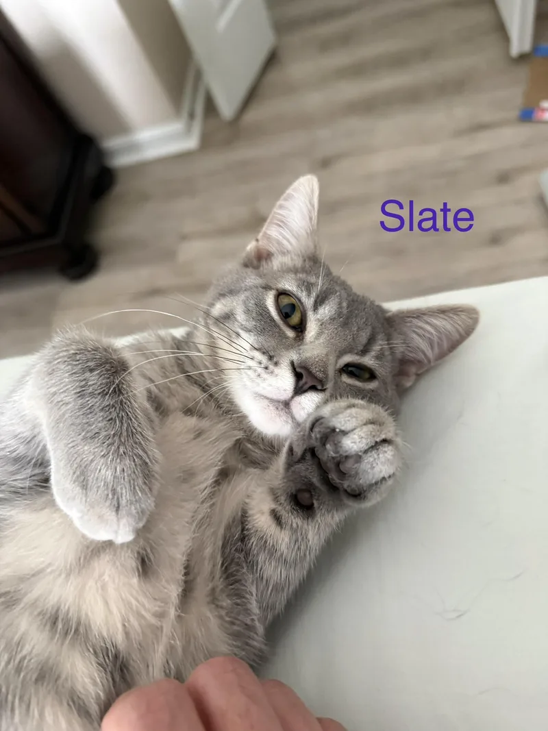 A baby medium-sized male Tabby (Gray / Blue / Silver) Domestic Short Hair cat named Slate for adoption in Cincinnati, OH