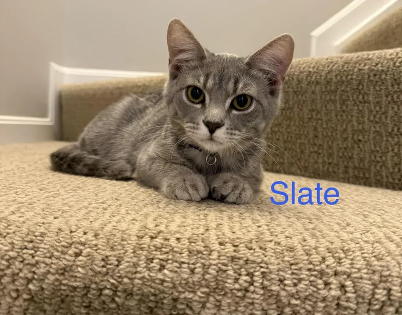 Slate thumbnail 2