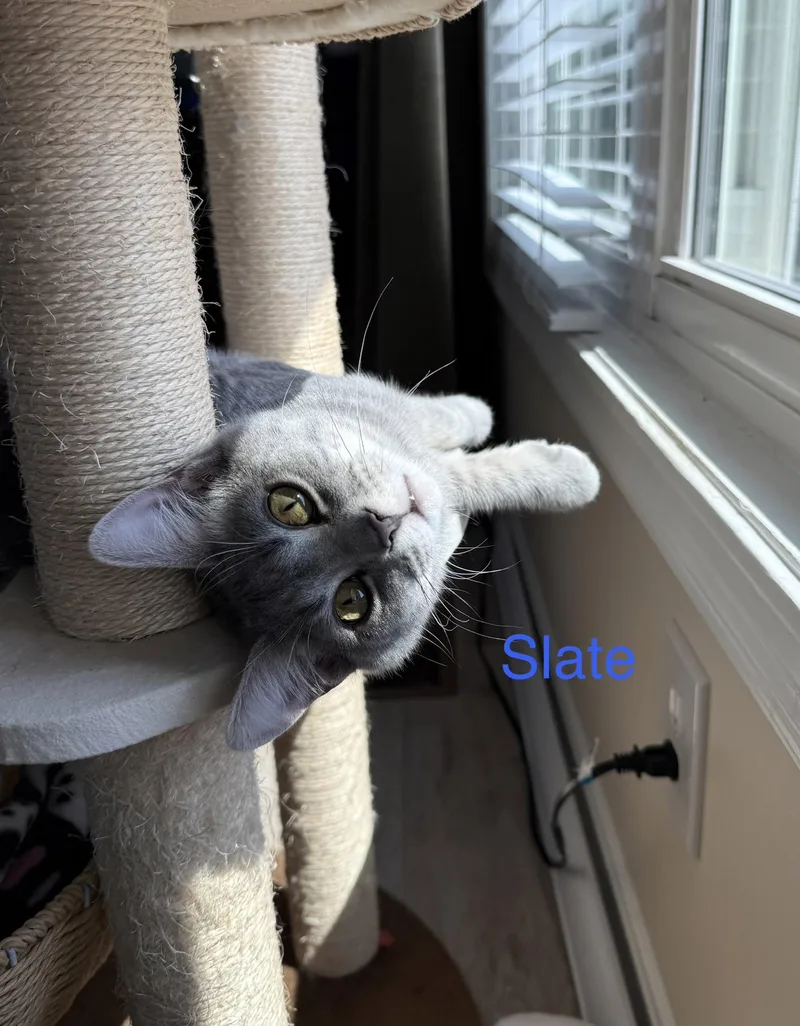 Slate thumbnail 5