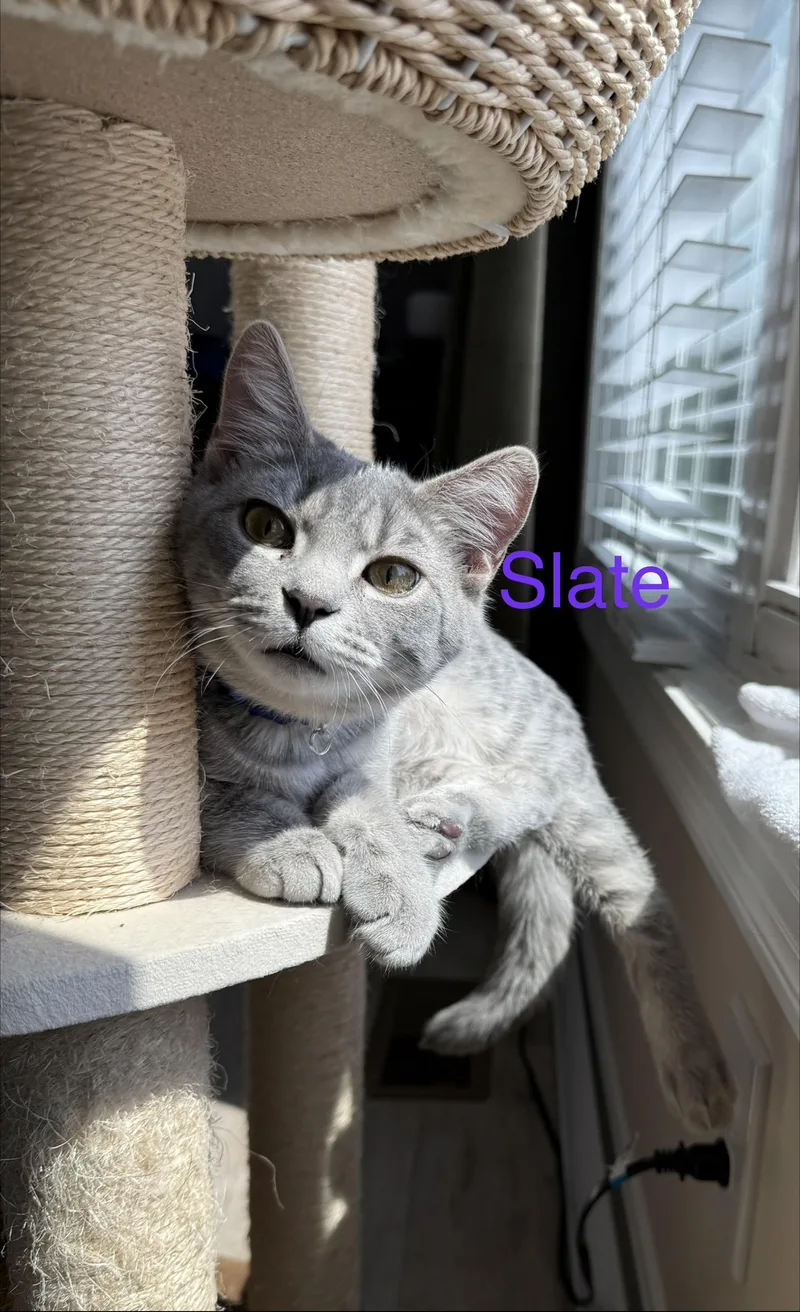 Slate thumbnail 6