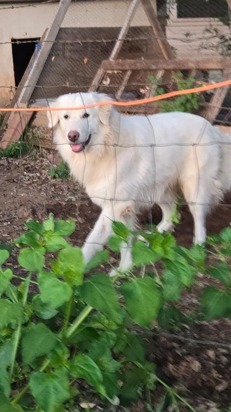 Casper thumbnail 3