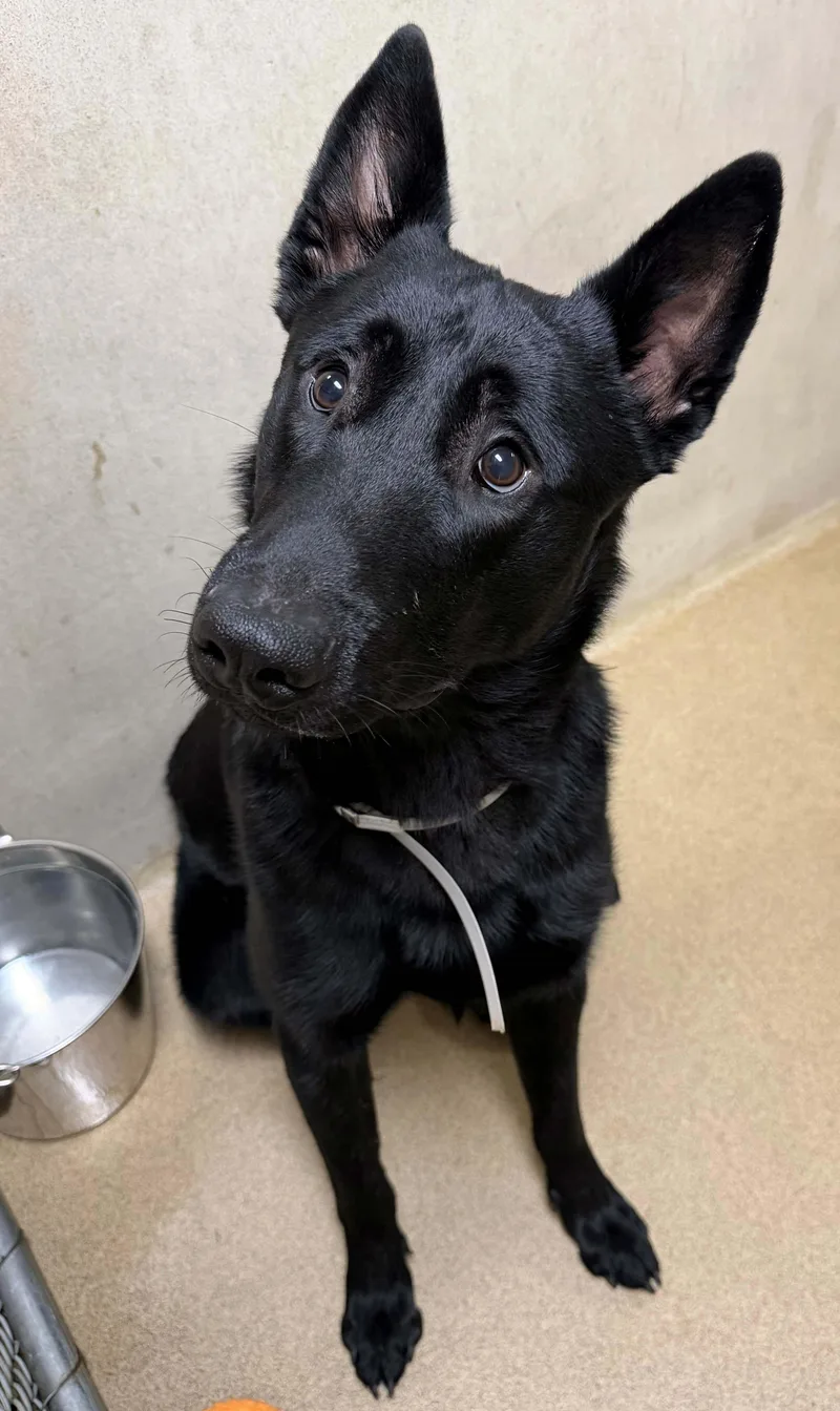A young large-sized male Black German Shepherd Dog dog named Captain Jack for adoption in Columbia, MD