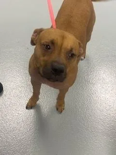 An adult large-sized female Mixed Breed dog named Nair for adoption in Saint Cloud, FL