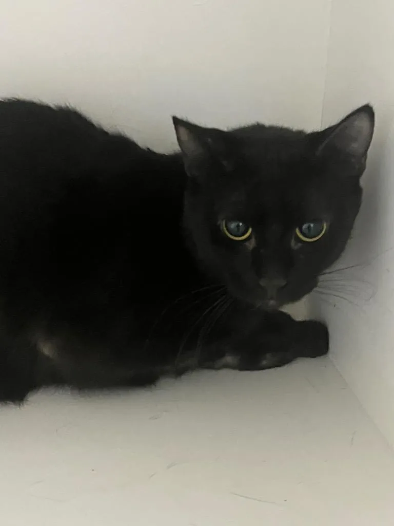 A baby medium-sized female Domestic Long Hair cat named Sabrina for adoption in Benton, AR