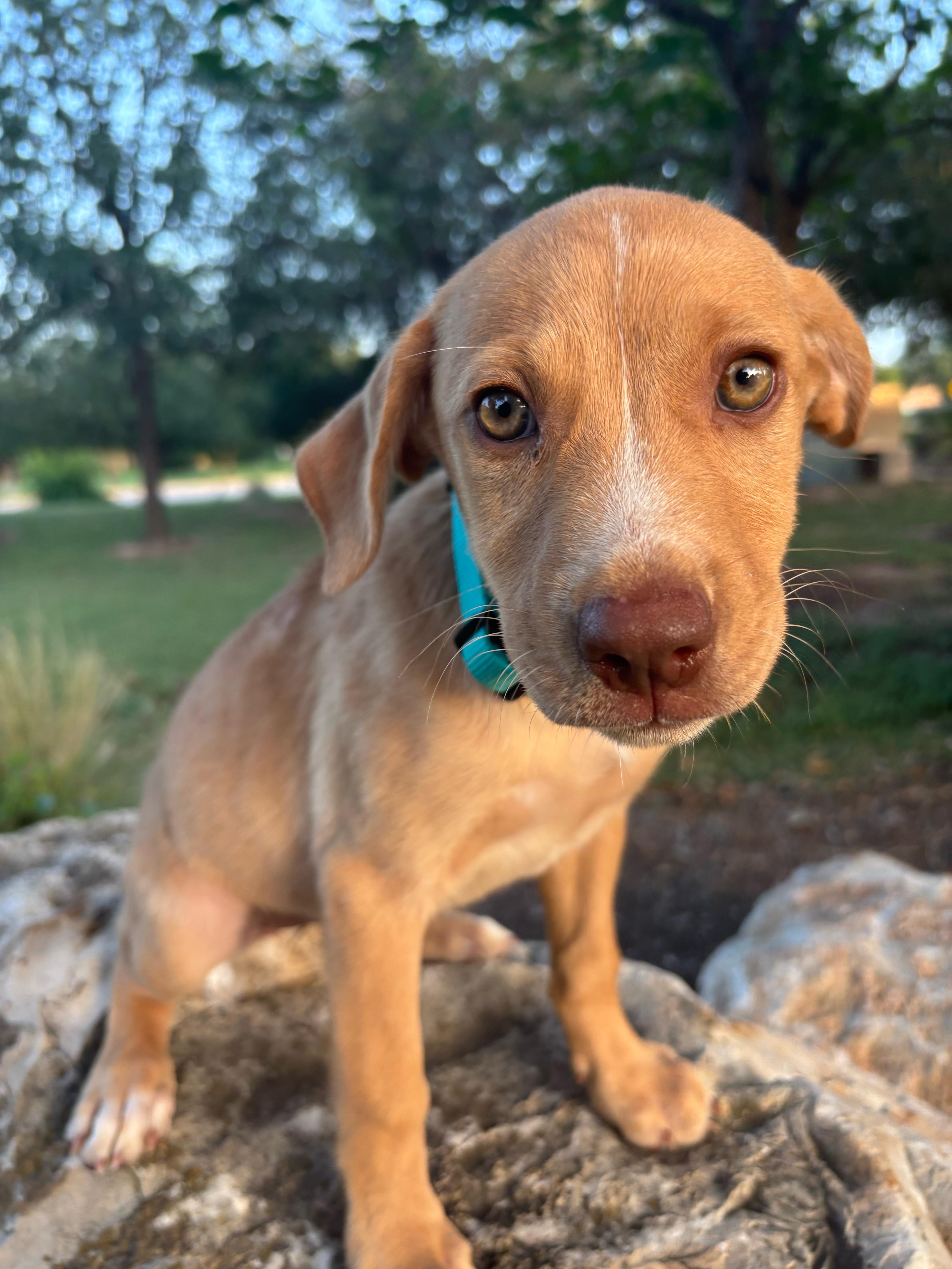 A baby medium-sized female Golden Labrador Retriever dog named Star for adoption in Pflugerville, TX