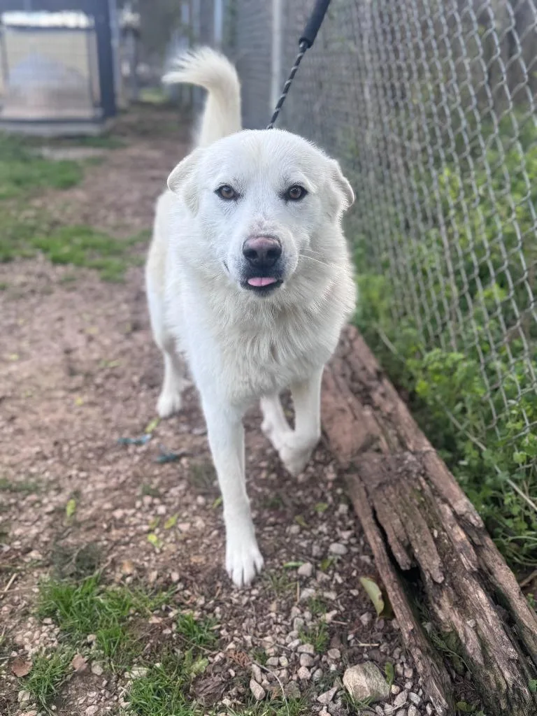 John Snow thumbnail 3