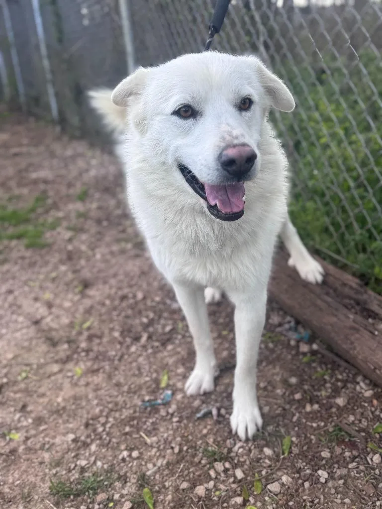 John Snow thumbnail 4