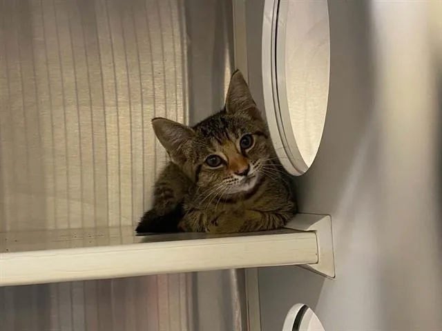 A baby small-sized female Domestic Short Hair cat named Olivia for adoption in Tustin, CA