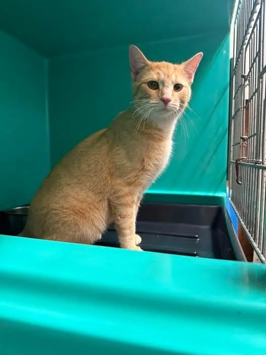 A young medium-sized male Domestic Short Hair cat named Yam for adoption in Shelbyville, TN