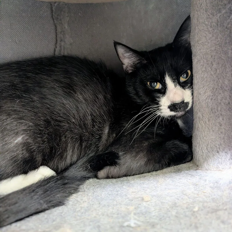 A young medium-sized female Domestic Short Hair cat named Byetta for adoption in Newburgh, IN