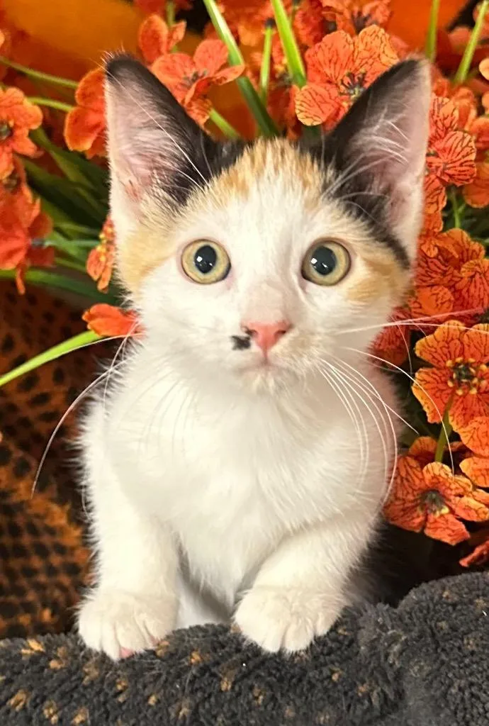 A baby small-sized female Domestic Medium Hair cat named Biscoff for adoption in Stillwater, OK