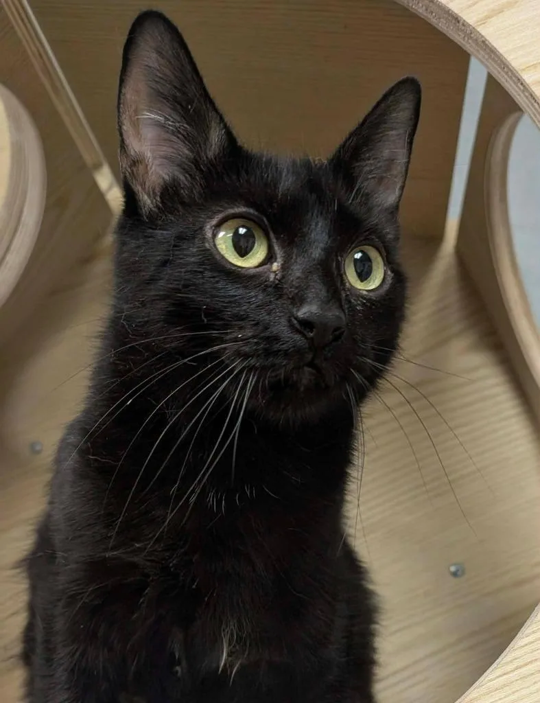 An adult medium-sized female Domestic Medium Hair cat named Candy for adoption in Warren, MI