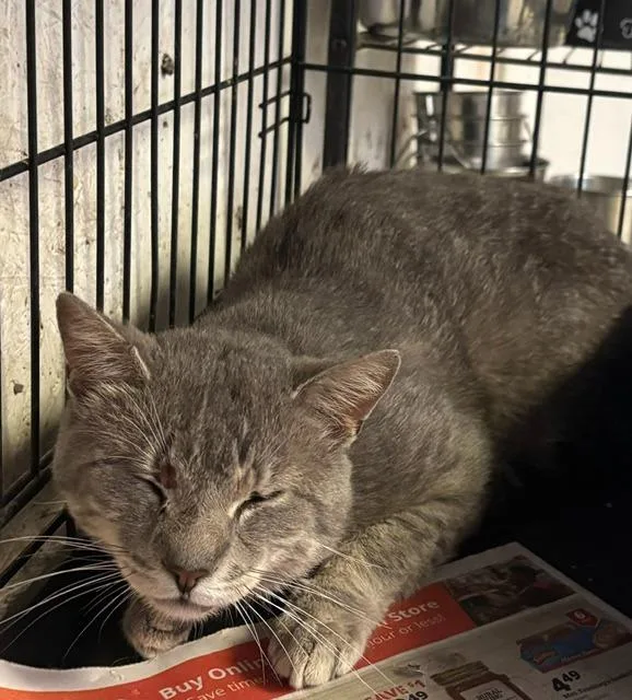 A young large-sized male Domestic Short Hair cat named Titus for adoption in Princeton, IN