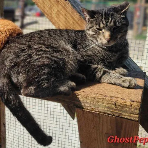 An adult medium-sized male Tabby (Brown / Chocolate) Domestic Short Hair cat named Ghost Pepper for adoption in Tipp City, OH