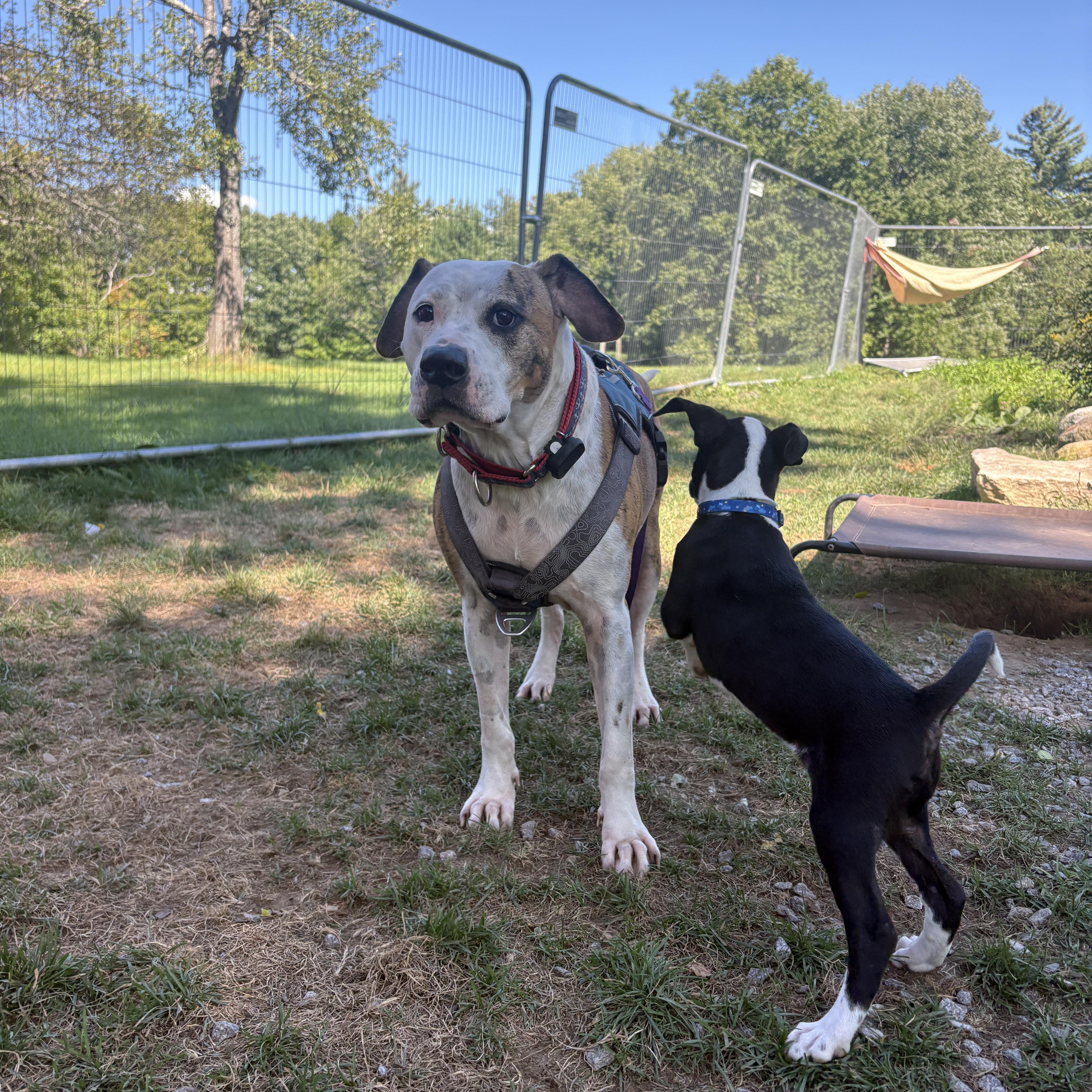 An adult large-sized male White / Cream American Bulldog dog named Boston for adoption in New Boston, NH