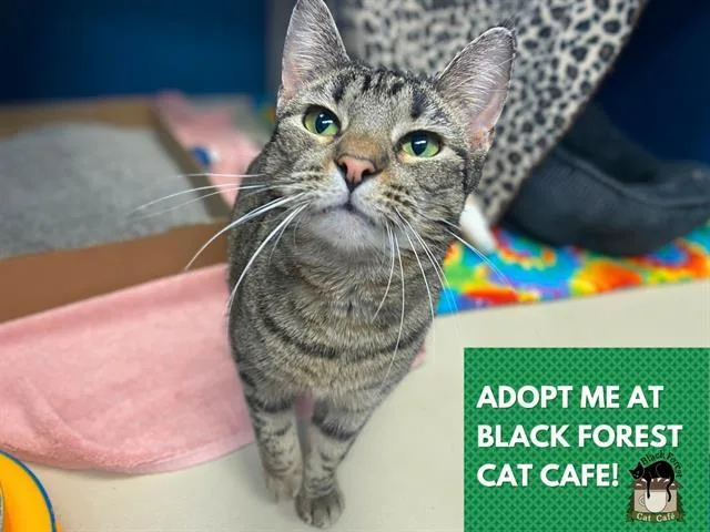 An adult medium-sized female Domestic Short Hair cat named Kylie for adoption in Fort Wayne, IN