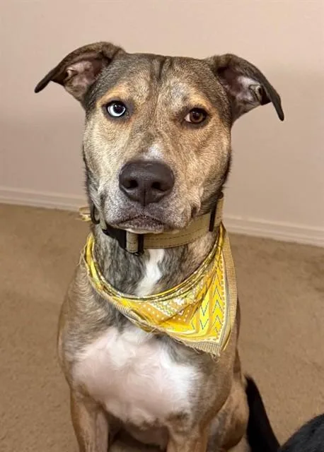 An adult large-sized male Catahoula Leopard Dog dog named Maverick for adoption in Fairbanks, AK