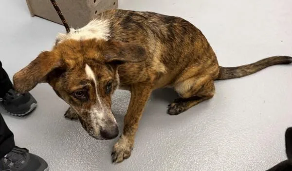 A young large-sized female Labrador Retriever dog named Pen Latte for adoption in Lawrenceville, GA