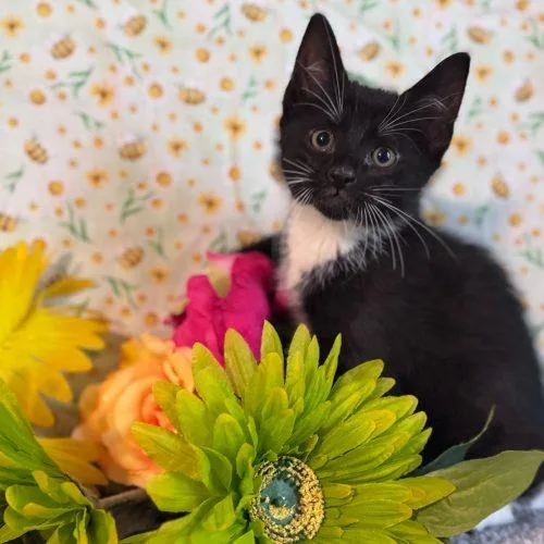 A baby small-sized male Domestic Short Hair cat named Icarus for adoption in Toms River, NJ