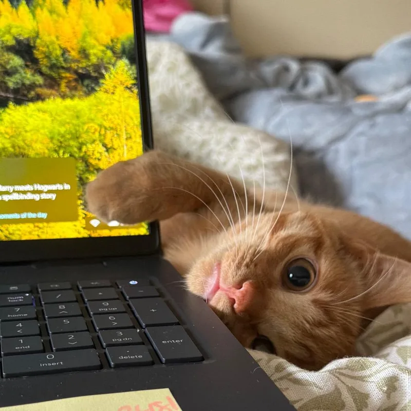 A baby medium-sized male Orange / Red Domestic Short Hair cat named Chowder for adoption in Naperville, IL