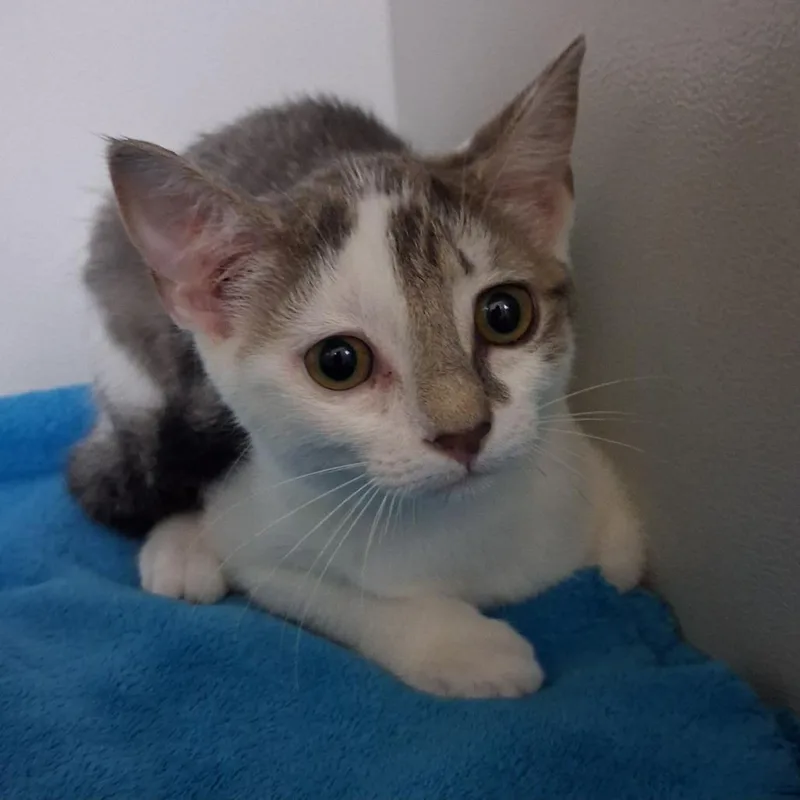 A baby small-sized female White Domestic Short Hair cat named Zelda for adoption in New York, NY