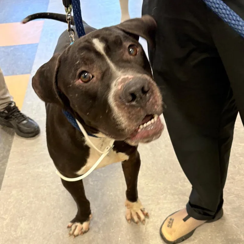 An adult large-sized male Black Pit Bull Terrier dog named Ralphie for adoption in Philadelphia, PA