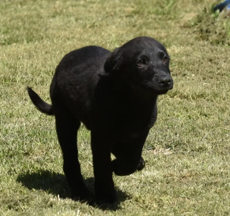 A baby large-sized male Labrador Retriever dog named Evan for adoption in Mechanicsburg, PA