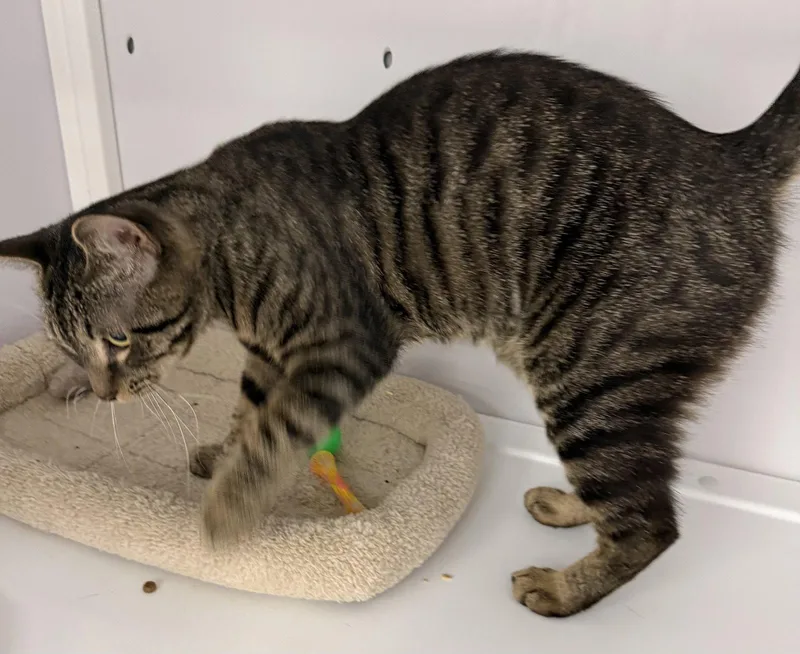 A young medium-sized male Tabby cat named Laurence for adoption in Alexandria, VA