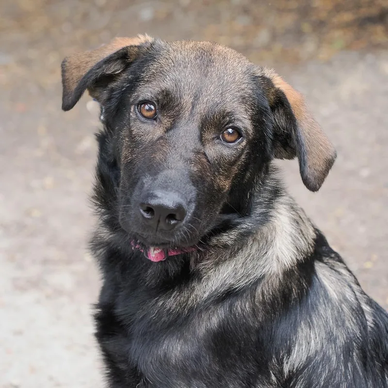 A baby medium-sized female Black Retriever dog named Perseids for adoption in Point Richmond, CA