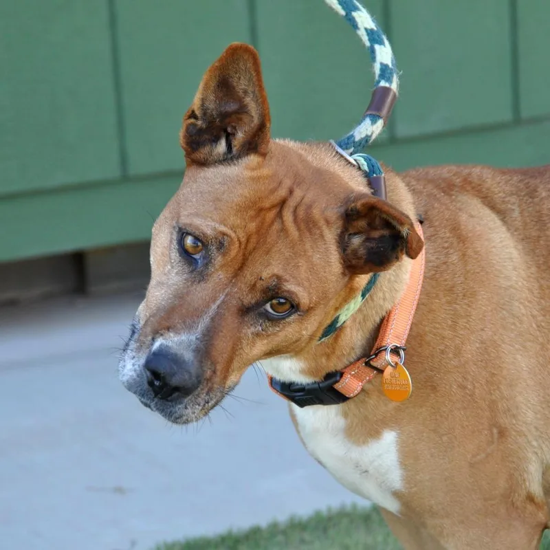 An adult medium-sized female Brown / Chocolate Mixed Breed dog named Hazel for adoption in Prescott, AZ