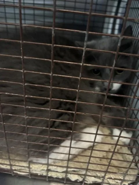 An adult medium-sized female Domestic Long Hair cat named Chloe for adoption in Kalamazoo, MI
